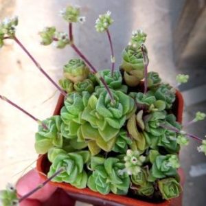 crassula dorothy