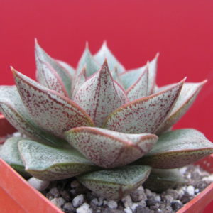 Echeveria    purpusorum     *White form*