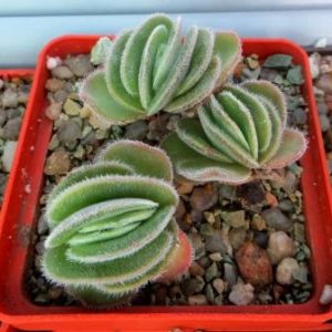 Crassula tomentosa glabrifolia