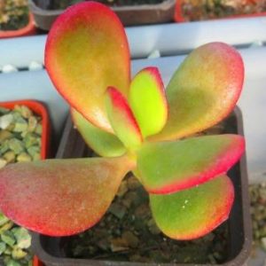 crassula sunset