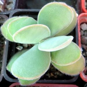 Crassula cotyledonis