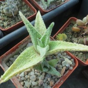 aloe white