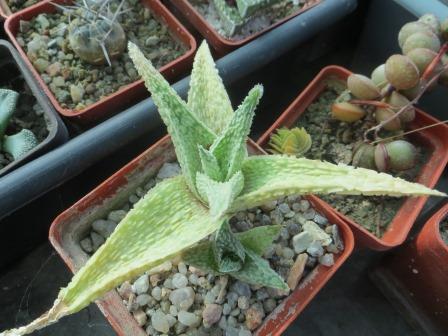 aloe white