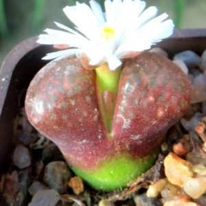 conophytum verrucosum