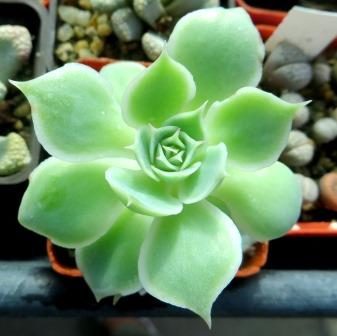 Echeveria *Royal Chrysanthemum* variegata