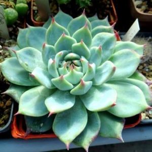 echeveria spec