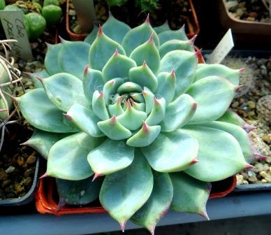 echeveria spec