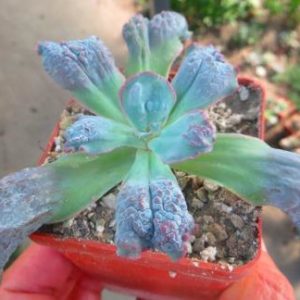 Echeveria linguas