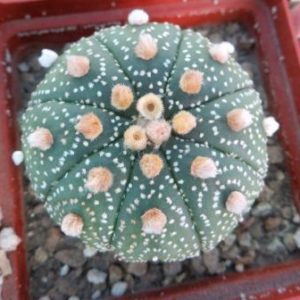 astrophytum ooibo