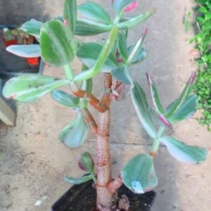 crassula ovata variegata