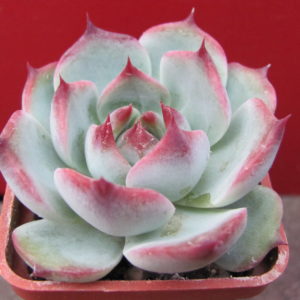Echeveria     chihuahuensis    Ruby  Blush