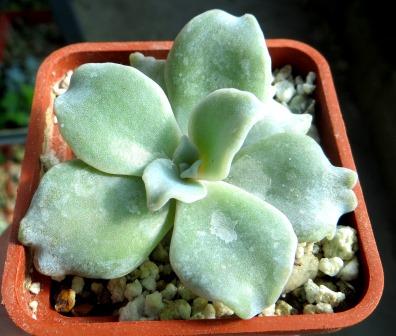 echeveria crispate beauty