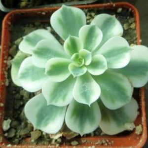 Echeveria Carousel