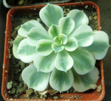 Echeveria Carousel