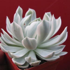Echeveria      *Royal   Chrysanthemum*   variegata