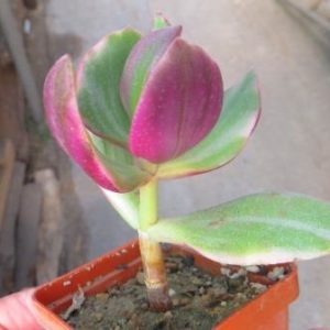 Crassula ovata variegata