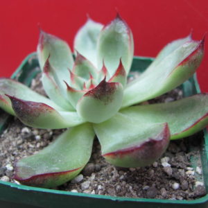 Echeveria    sp.