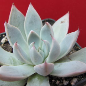 Echeveria   cuspidata    Menchaca
