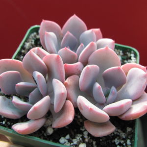 Echeveria    Debbie    3 разом