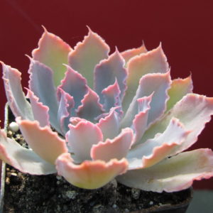 Echeveria     Neon   Breakers