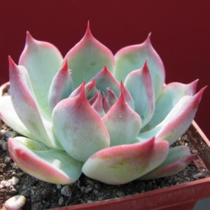 Echeveria    chihuahuensis   Ruby   Blush