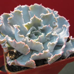 Echeveria     *Curly   Pearl*