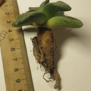 nananthus margaritiferus