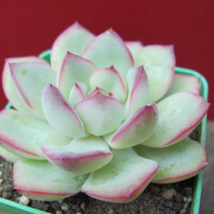 Echeveria    Hercules