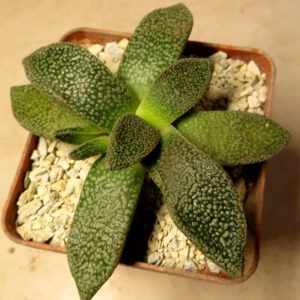 nananthus margaritiferus