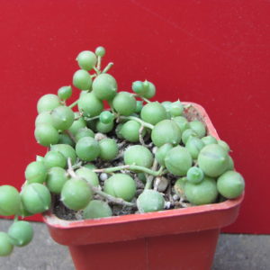 Senecio    rowleyanus