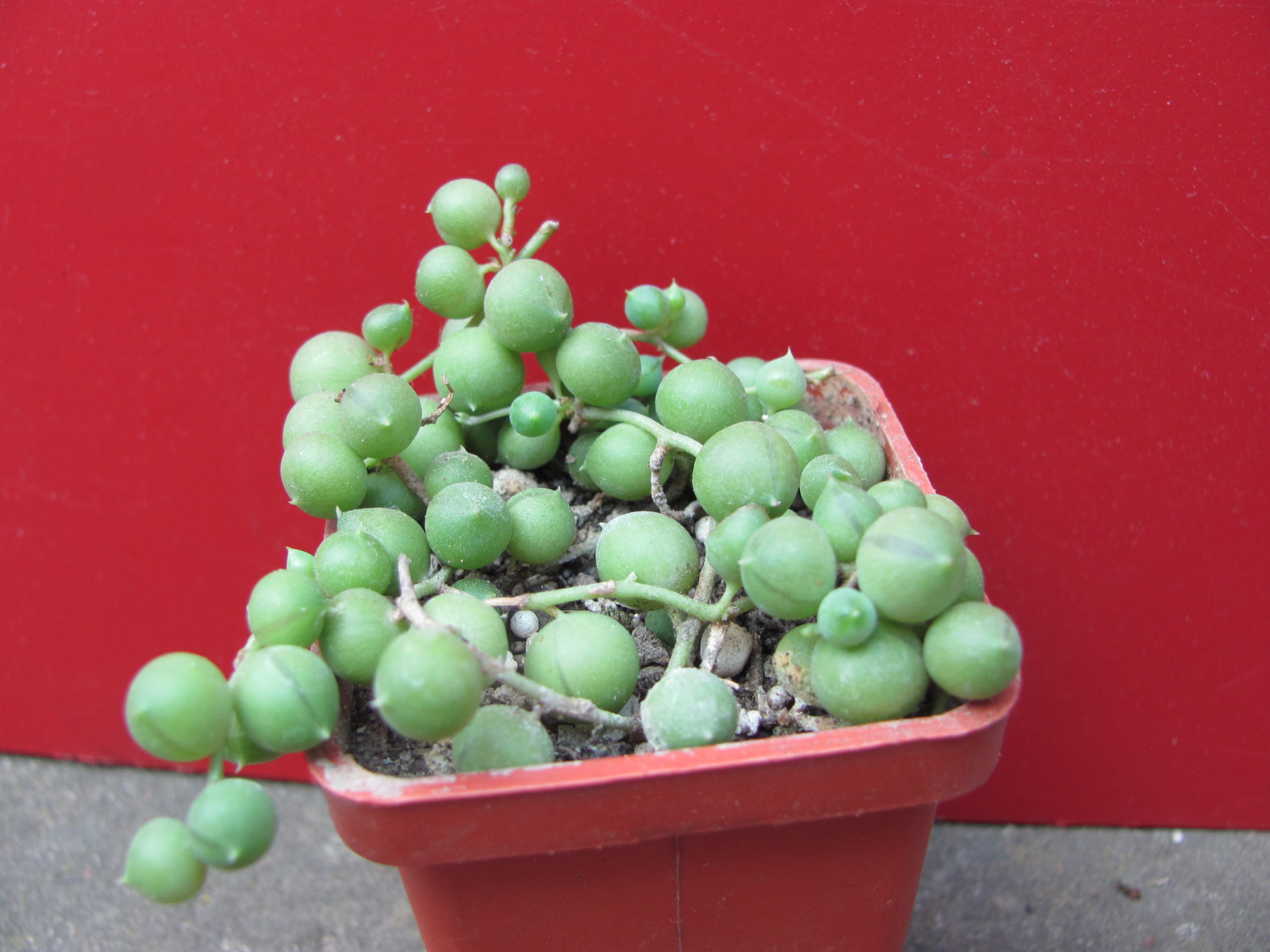 Senecio    rowleyanus