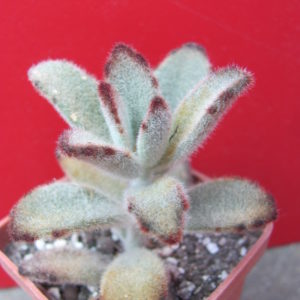 Kalanchoe   tomentosa   *Chocolate  Soldier*