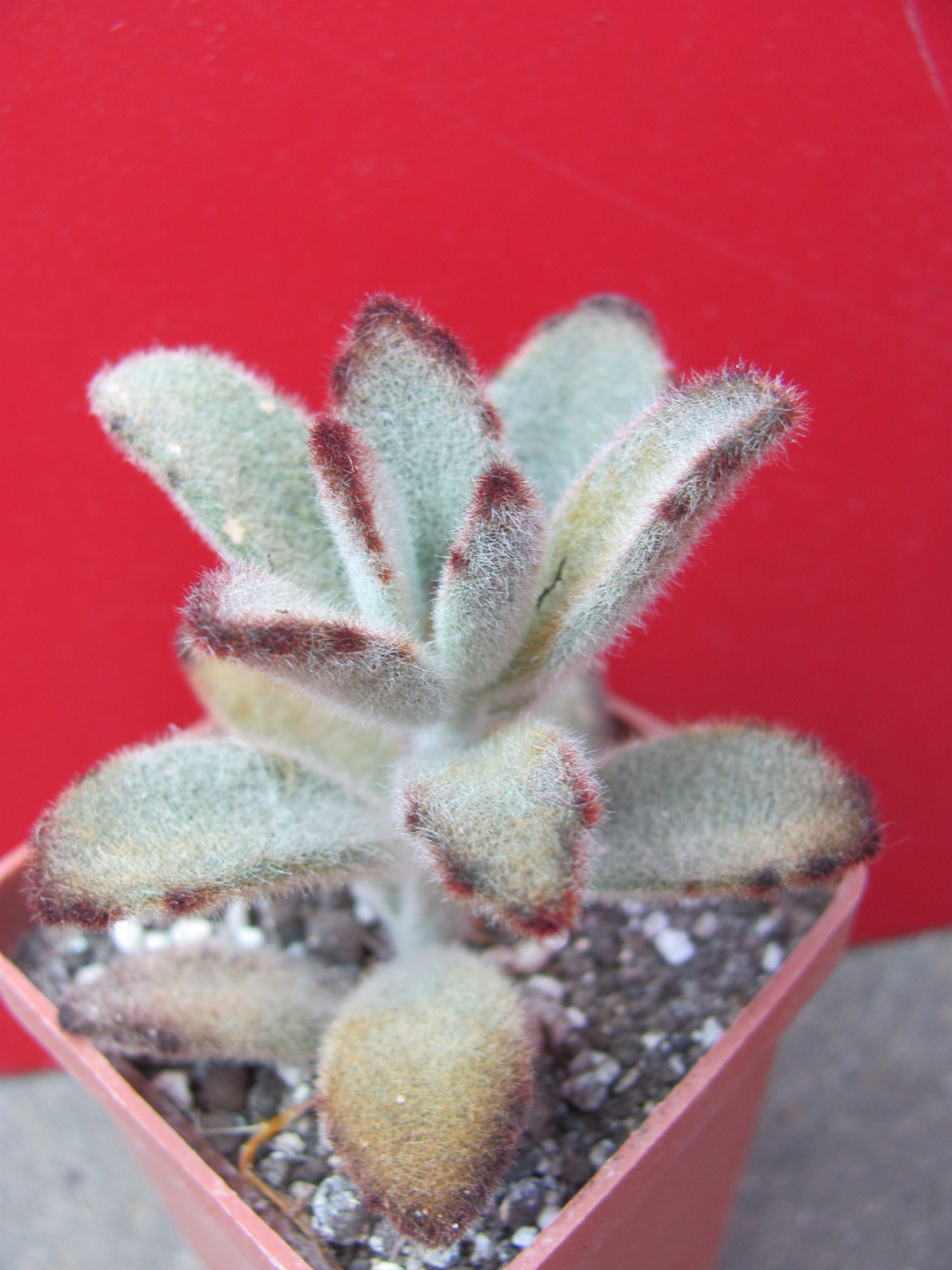 Kalanchoe tomentosa *Chocolate Soldier*