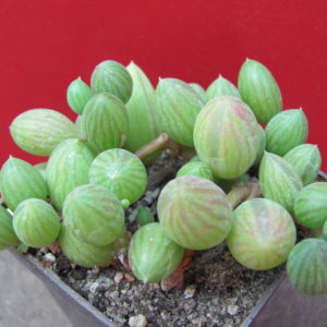 Senecio   herreianus