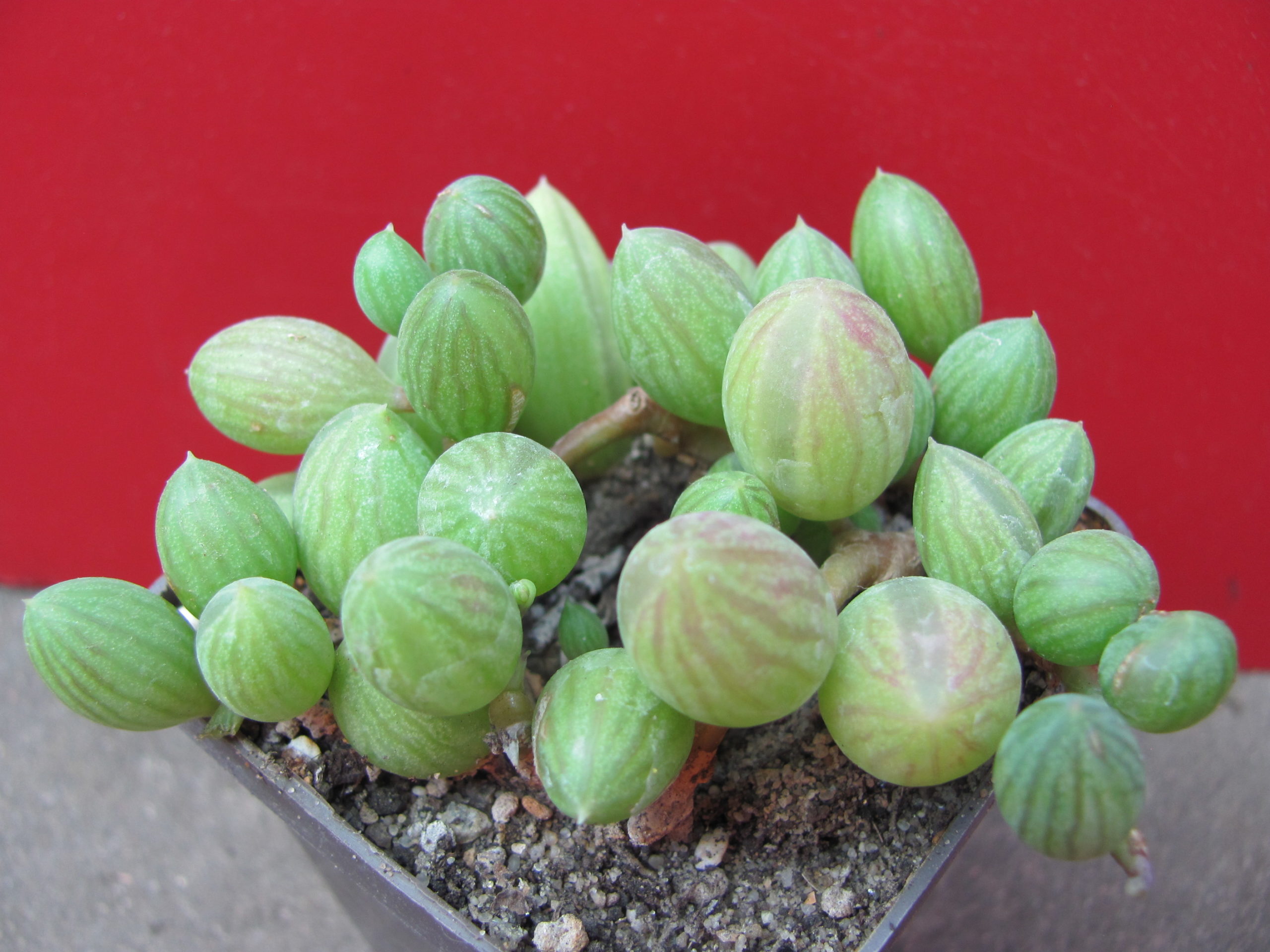 Senecio   herreianus