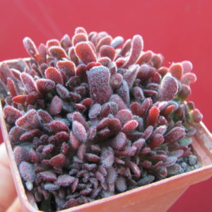 Crassula     pubescens