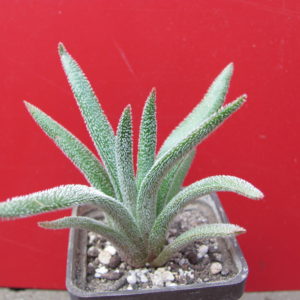 Crassula    hirta