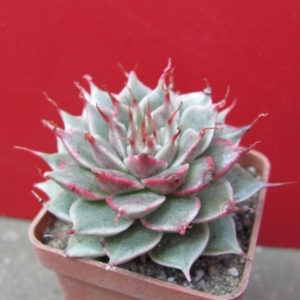 Graptopetalum   *Silver   Star*