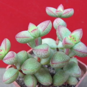 Crassula   laginosa