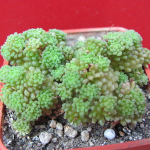Monanthes     polyphylla