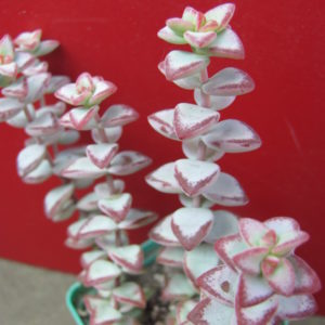 Crassula    perforata    *Aiboshi*