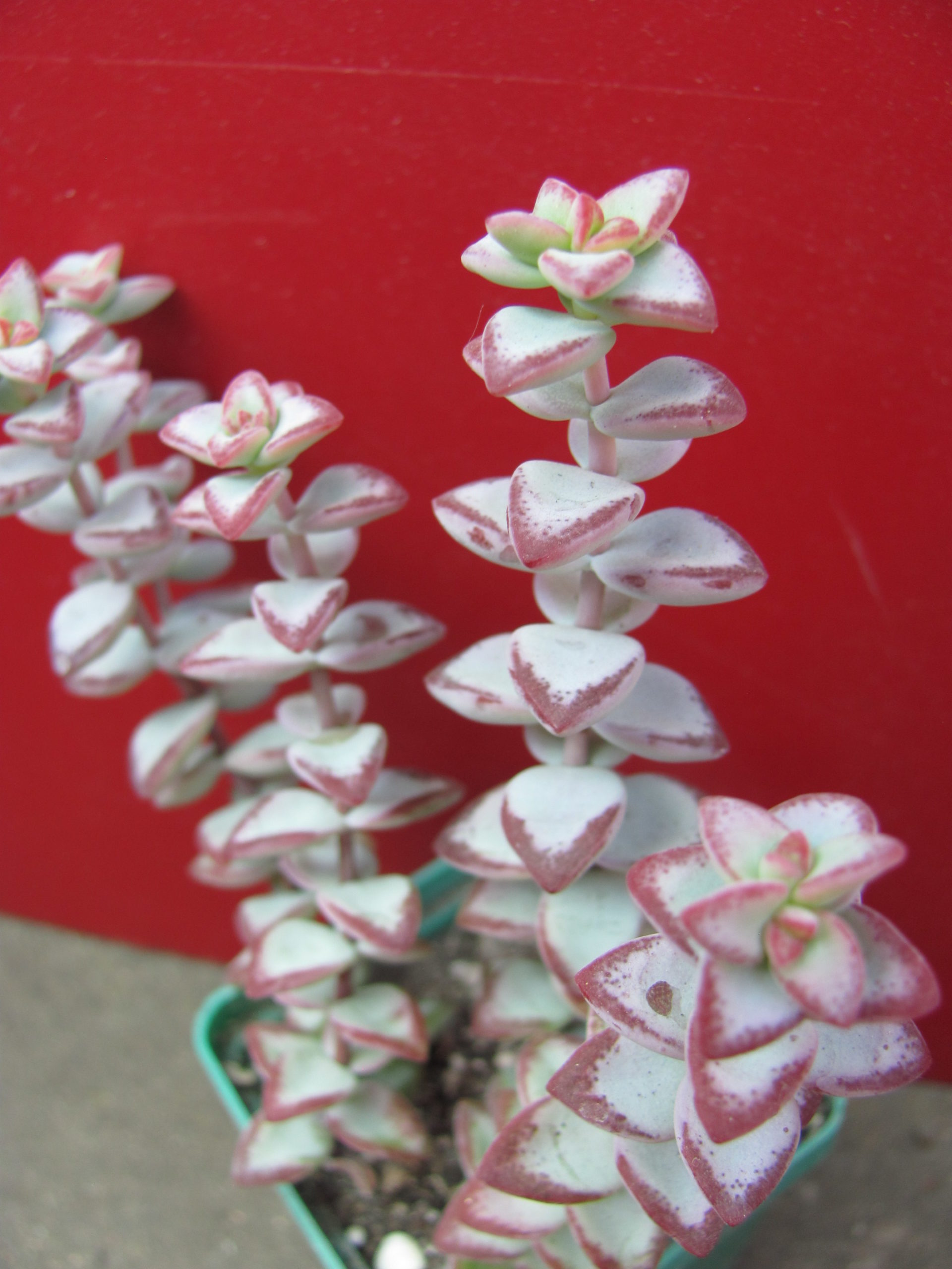 Crassula    perforata    *Aiboshi*