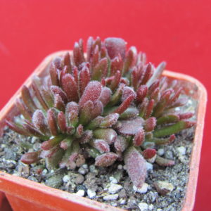 Crassula    pubescens