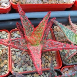 aloe hybrid Тай