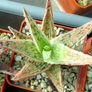 aloe hybrid Тай