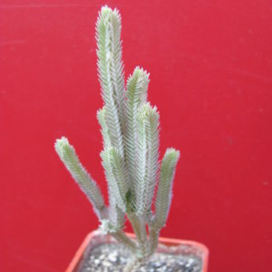 Crassula    licopodioides   variegata