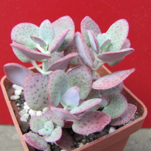 Crassula    cordata