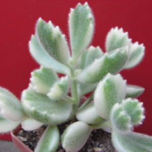Cotyledon    tomentosa     variegata