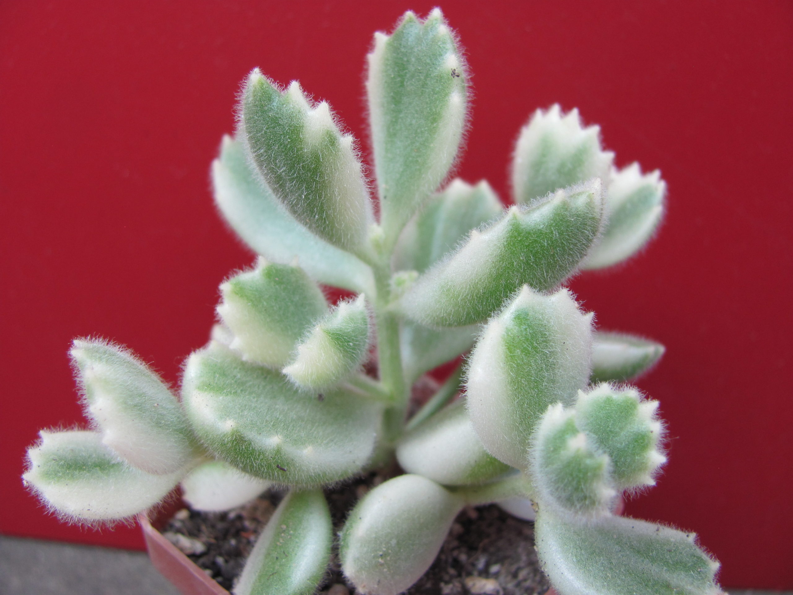 Cotyledon    tomentosa     variegata
