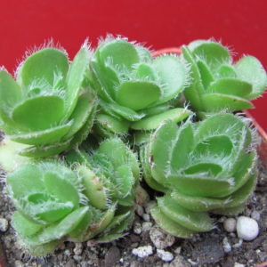 Crassula    tomentosa    glabrifolia